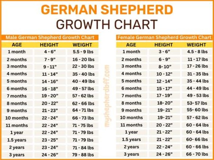 
Martin Shepherd Height, Weight, Net Worth, Age, Birthday, Wikipedia, Who, Nationality, Biography 